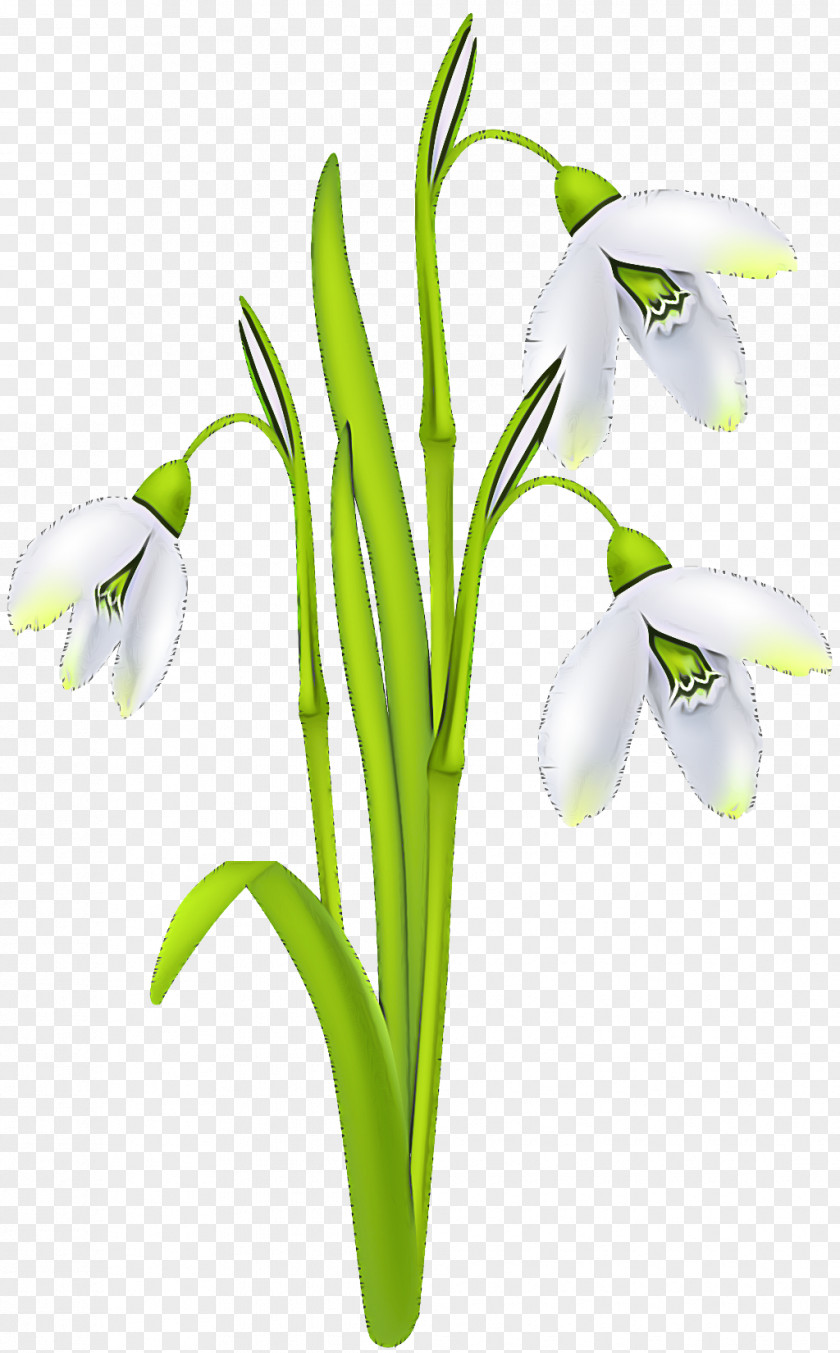 Flower Galanthus Snowdrop Plant Summer Snowflake PNG