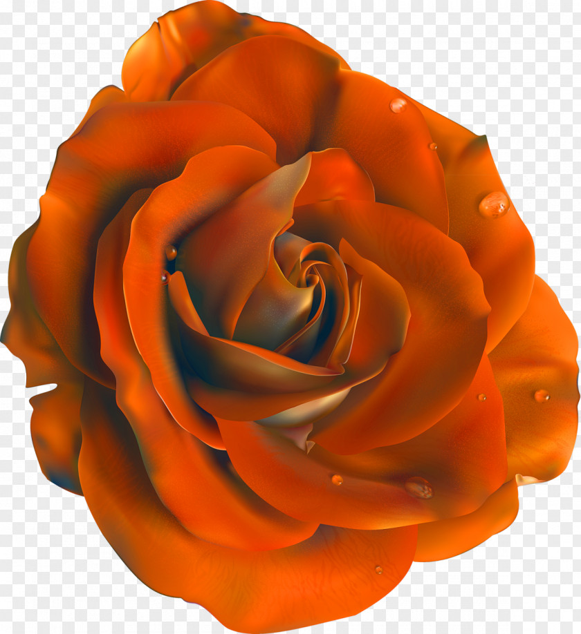Gazania Blue Rose Flower Clip Art PNG
