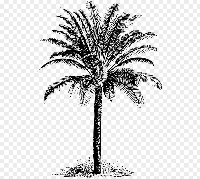 Palm Tree Drawing key Clip Art Trees Vector Graphics Illustration PNG