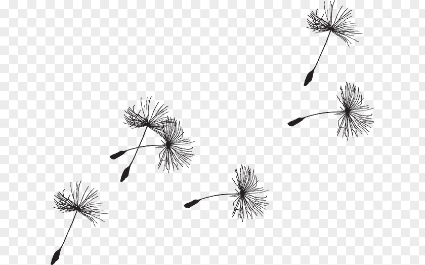 Seeds Common Dandelion Seed Drawing Clip Art PNG