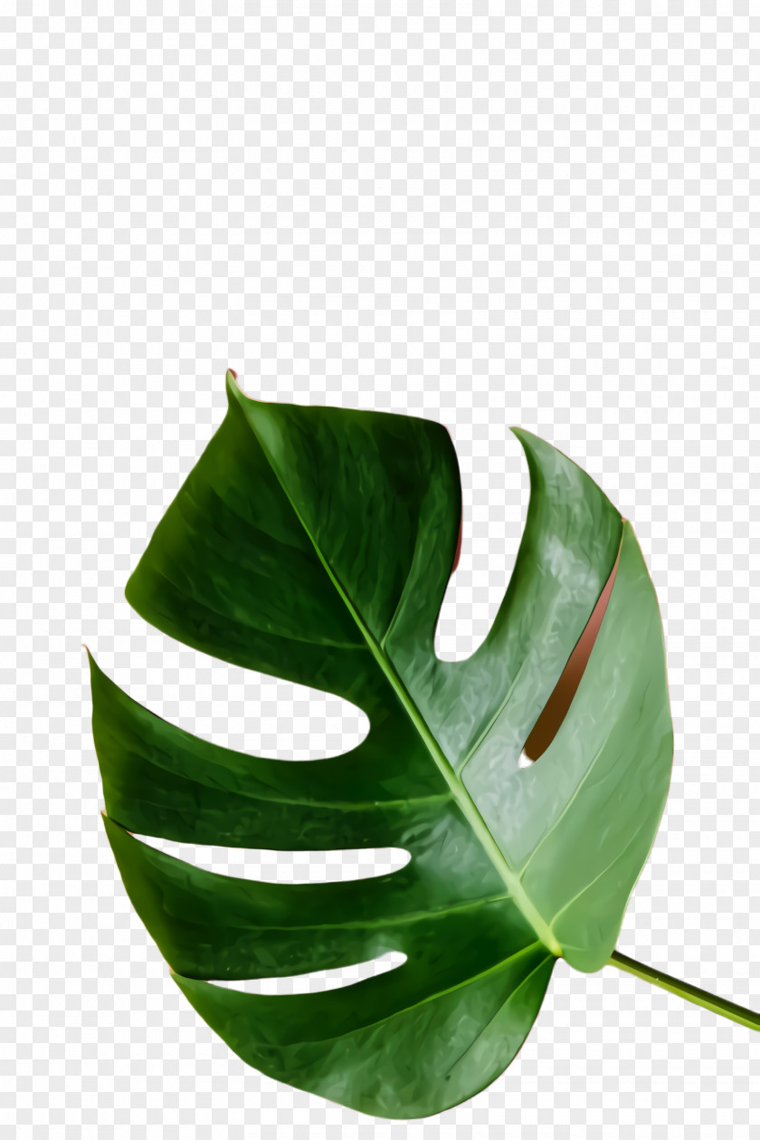 Alismatales Monstera Deliciosa Green Leaf Background PNG