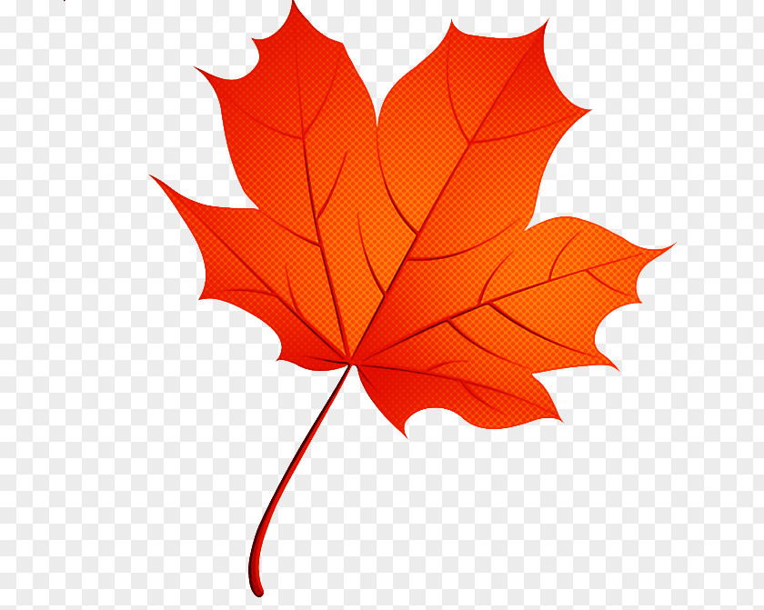 Deciduous Maple Leaf PNG