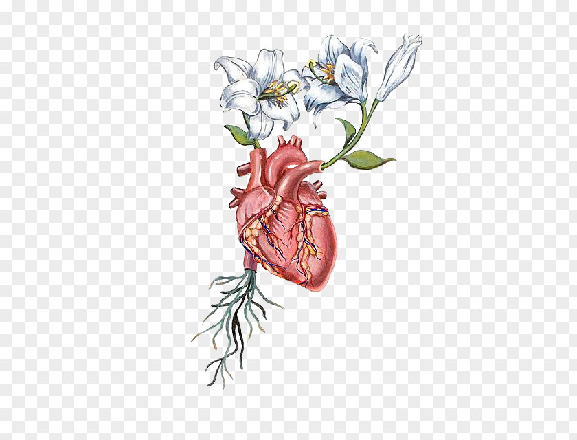 Heart Anatomy Flower Drawing PNG