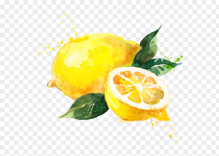 Lemon Vector Graphics Royalty-free Stock Photography Drawing PNG