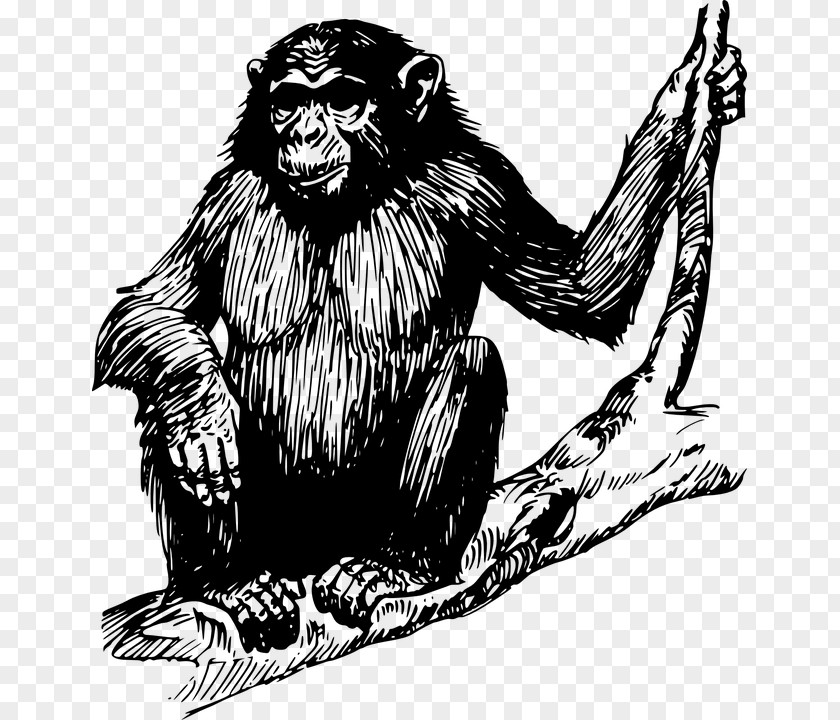 Simple Black Gorilla Animal Bones Ape Chimpanzee Clip Art PNG