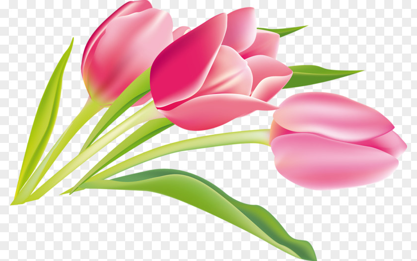 Tulip Cut Flowers Summer Hit Plant Stem PNG