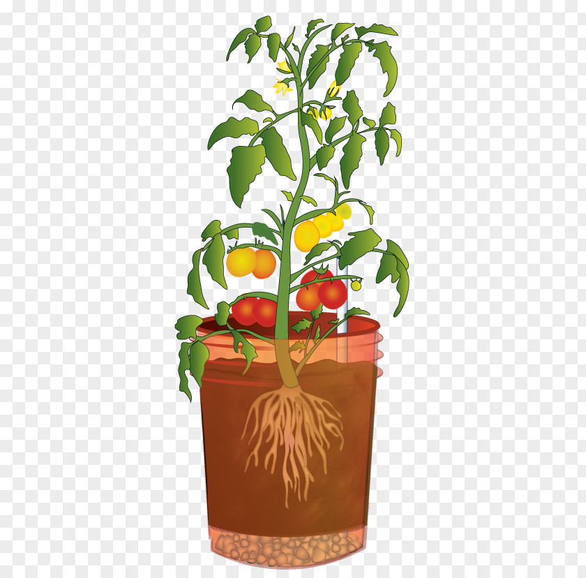 Water Tomatoes Master Gardener Program Tomato Washington State University Potato Plant PNG