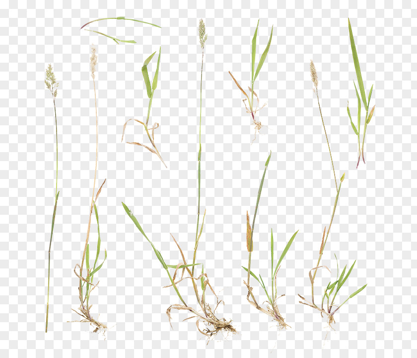 Wild Grass Red Sweet Plant Stem Commodity Twig PNG