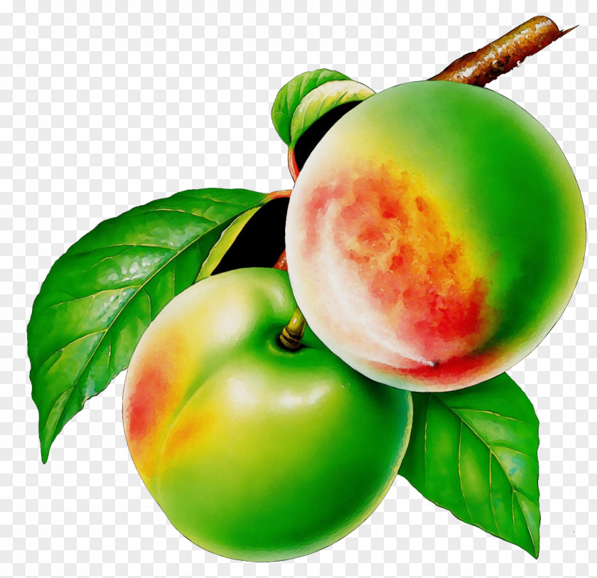 European Plum Fruit Peach Plant Food PNG