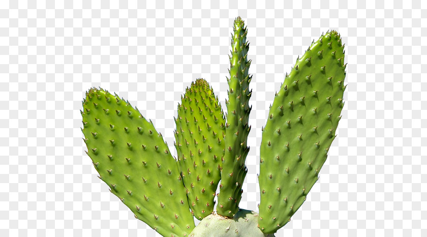 Immune System Cactaceae Clip Art PNG