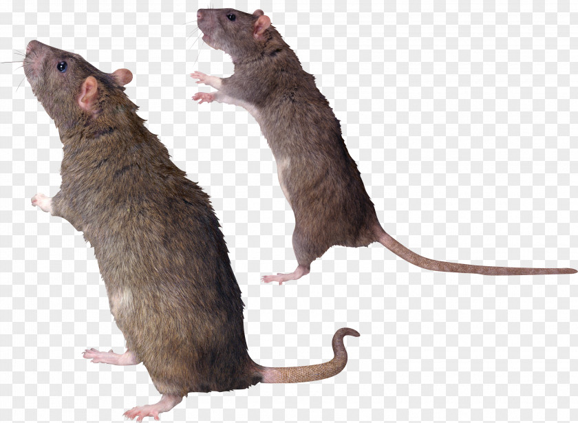 Mouse, Rat Image Mouse Gerbil Common Degu Whiskers PNG