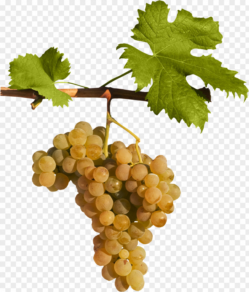 Orange Grapes Sultana Grape Leaves Seedless Fruit Grapevines PNG