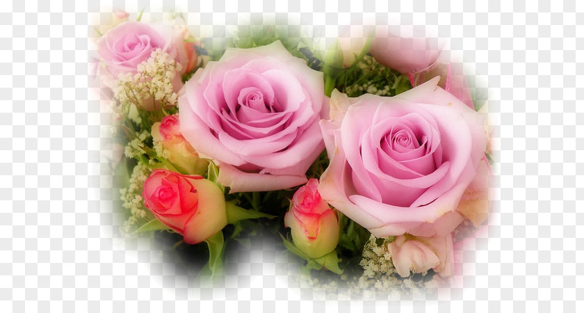 Pink Rose Salvador Love Birthday Wish Flower PNG