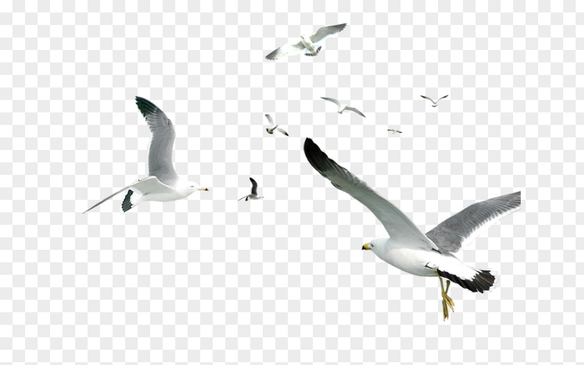 Seabirds Bird Gulls Computer Graphics PNG