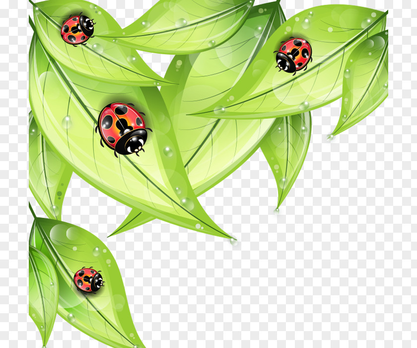 Cartoon Painted Red Ladybird Green Leaves Insect Euclidean Vector Drawing PNG