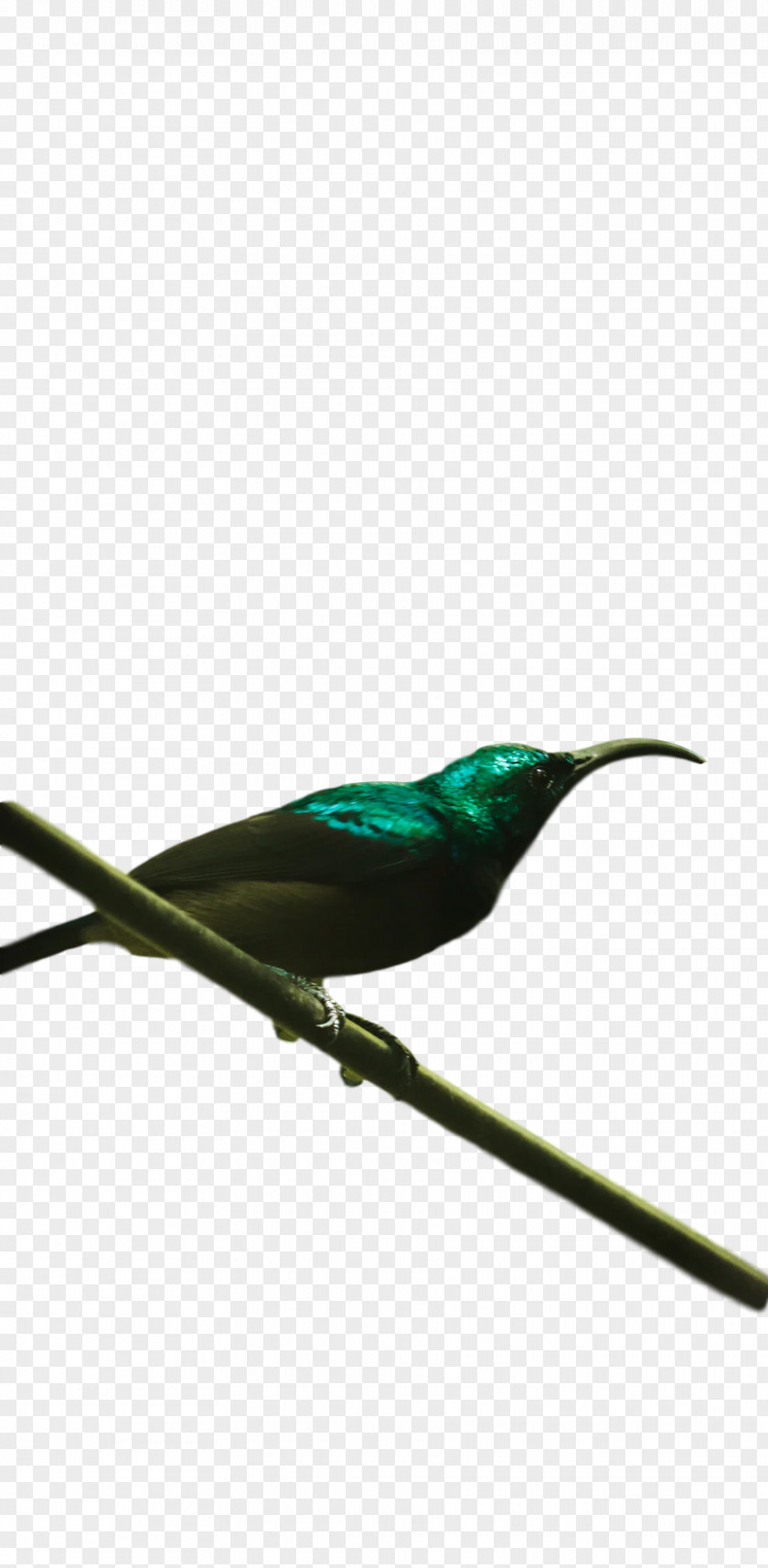 Feather PNG