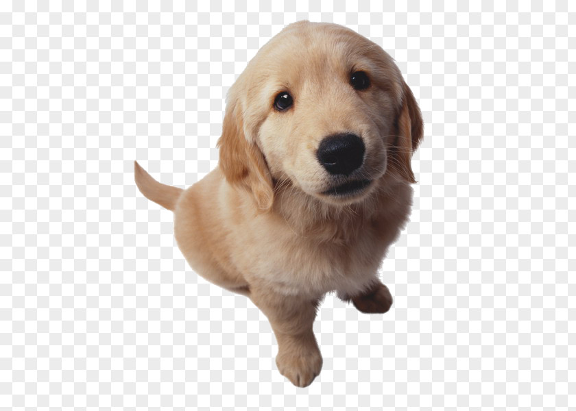 Looking At The Camera Puppy Golden Retriever Cat Nosebleed PNG