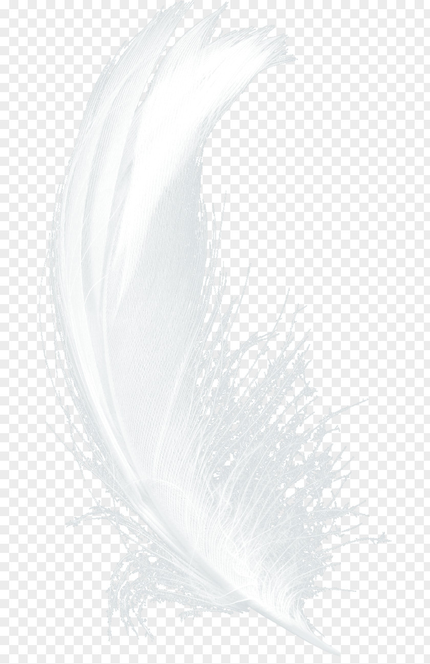 Wedding Venue Decoration Feather White Drawing Black PNG