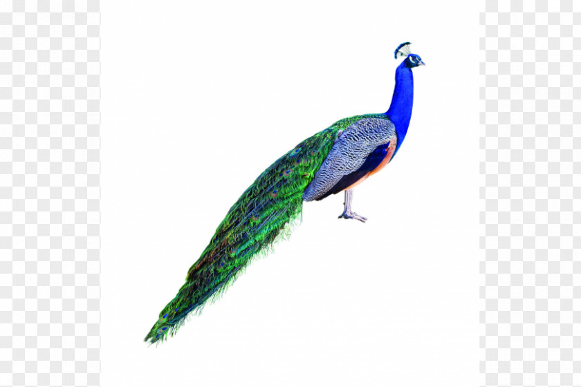 Bird Asiatic Peafowl Stock Photography Royalty-free PNG