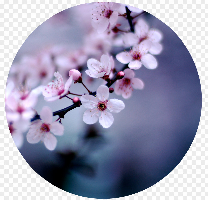 Cherry Blossom Flower Desktop Wallpaper Floristry PNG