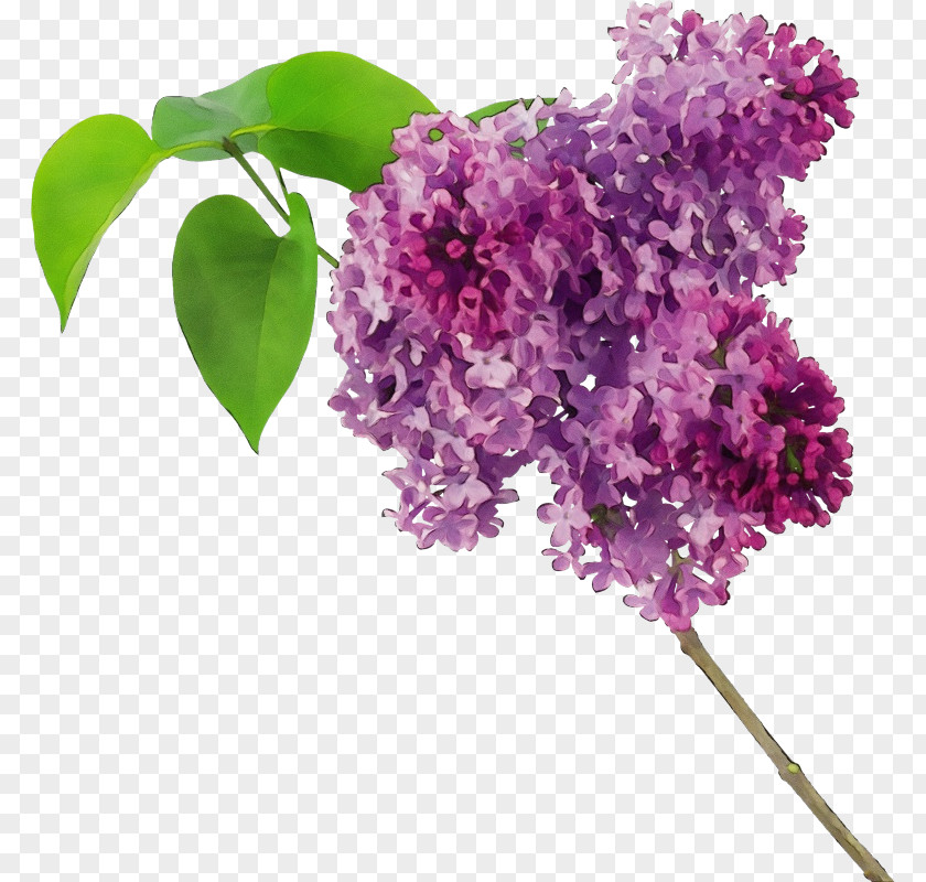 Cut Flowers Buddleia Flower Lilac Plant Purple PNG