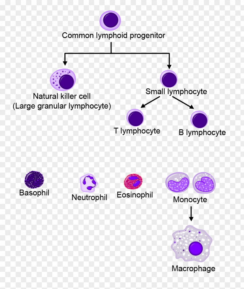 Haematopoiesis White Blood Cell Cellular Differentiation PNG