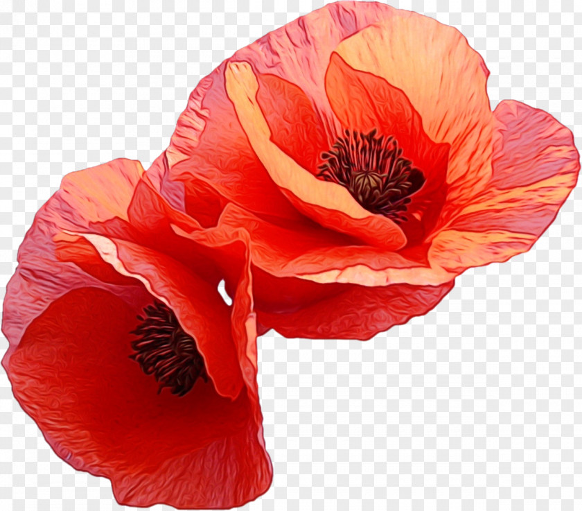 Orange Poppy Family PNG