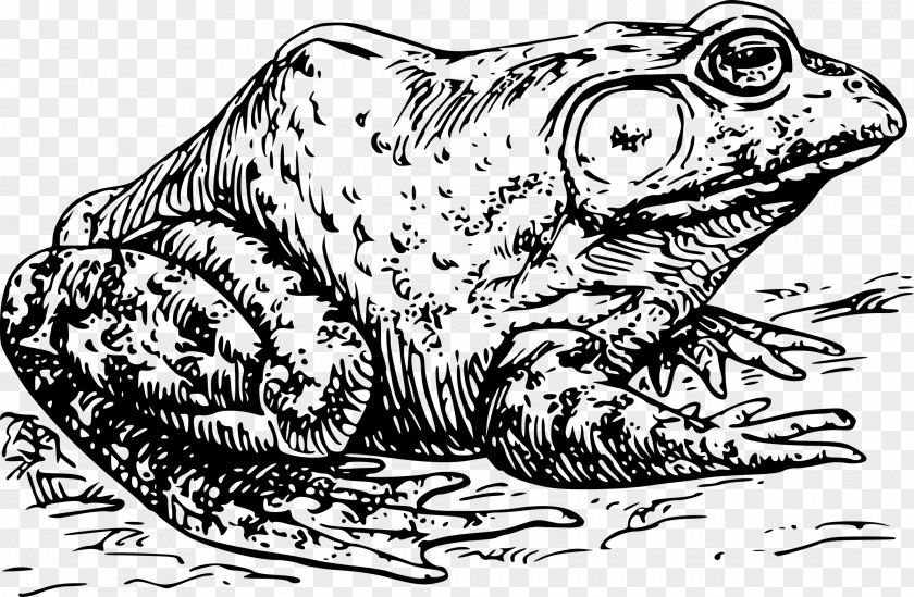 Toadblackandwhite American Bullfrog Clip Art PNG