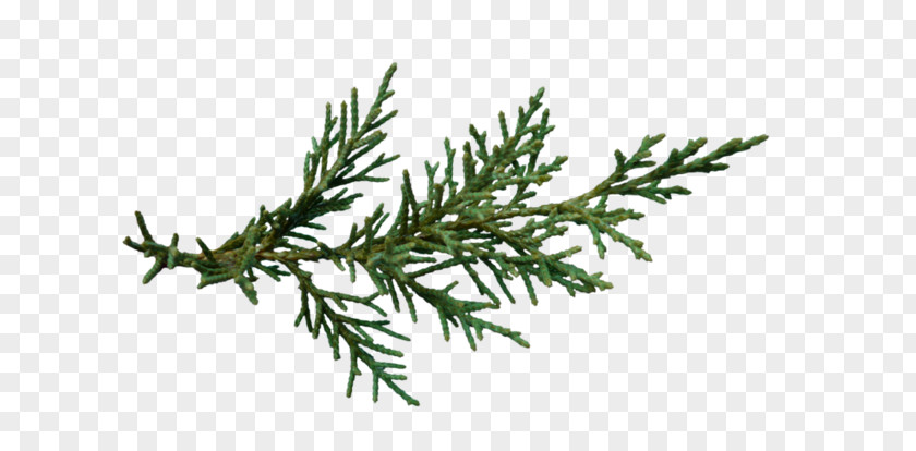 Tree Christmas Spruce Branch PNG