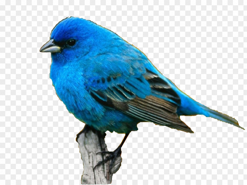 Background Blue Bird Scarlet Tanager Desktop Wallpaper Avialae PNG