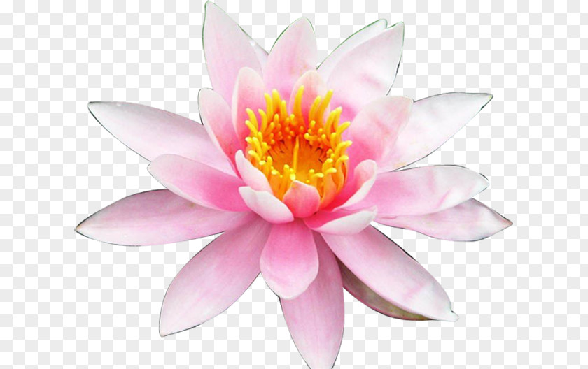 Fairy Tale Flower Nelumbo Nucifera Aquatic Plant Water Lilies Color Petal PNG