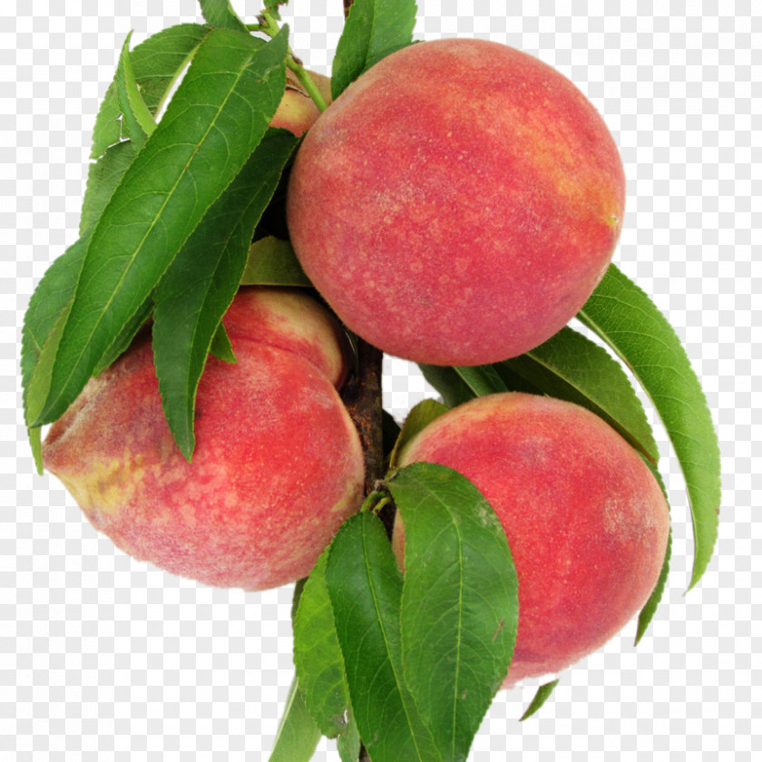 Peach Peaches Nectarine Leaf Food PNG