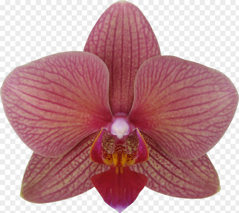 Purple Orchid Moth Orchids Cattleya Cultivar Plant PNG