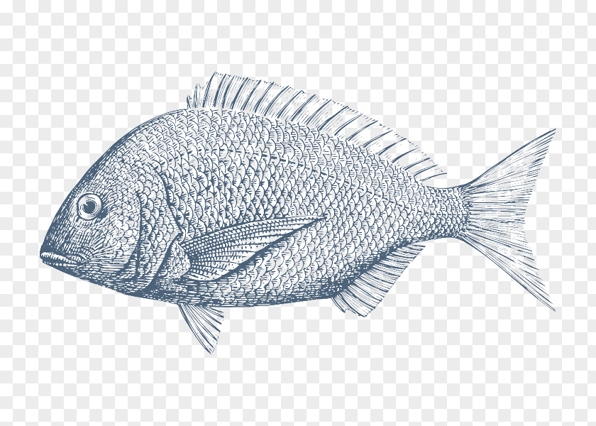 Sea Bream Tilapia Drawing Fish PNG