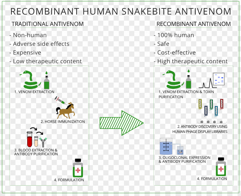 Venom Therapy Antibody Antivenom Pharmacology PNG