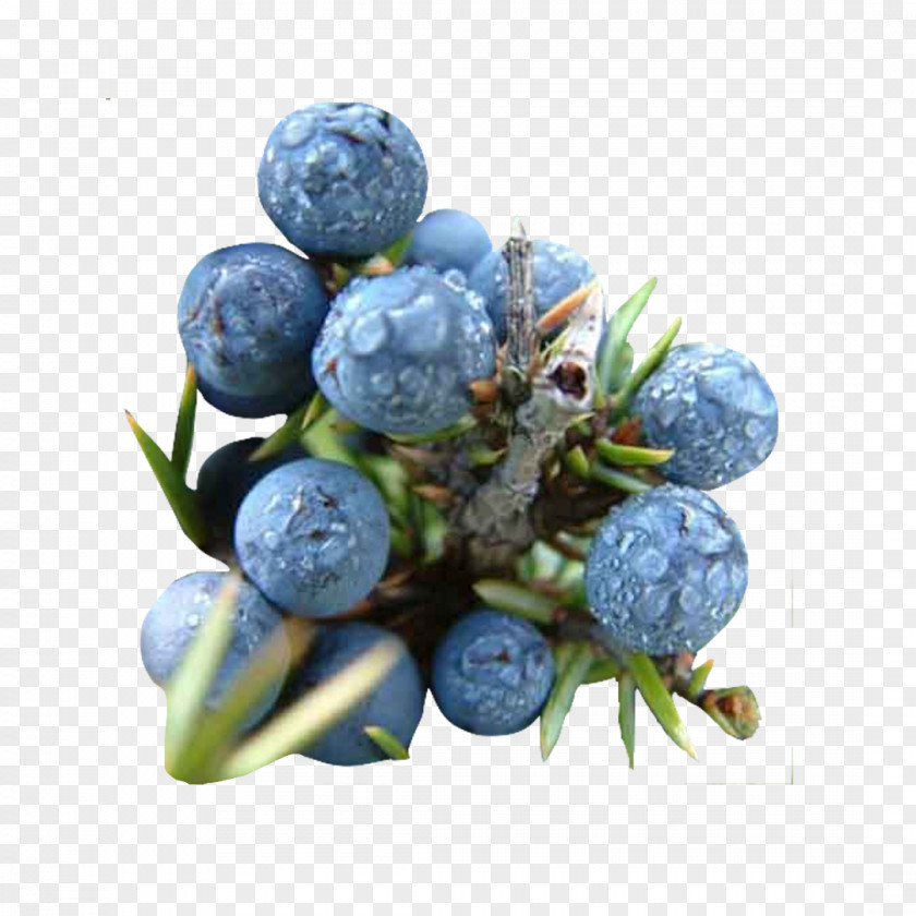 Berries Bilberry Juniper Berry Gin Conifer Cone PNG