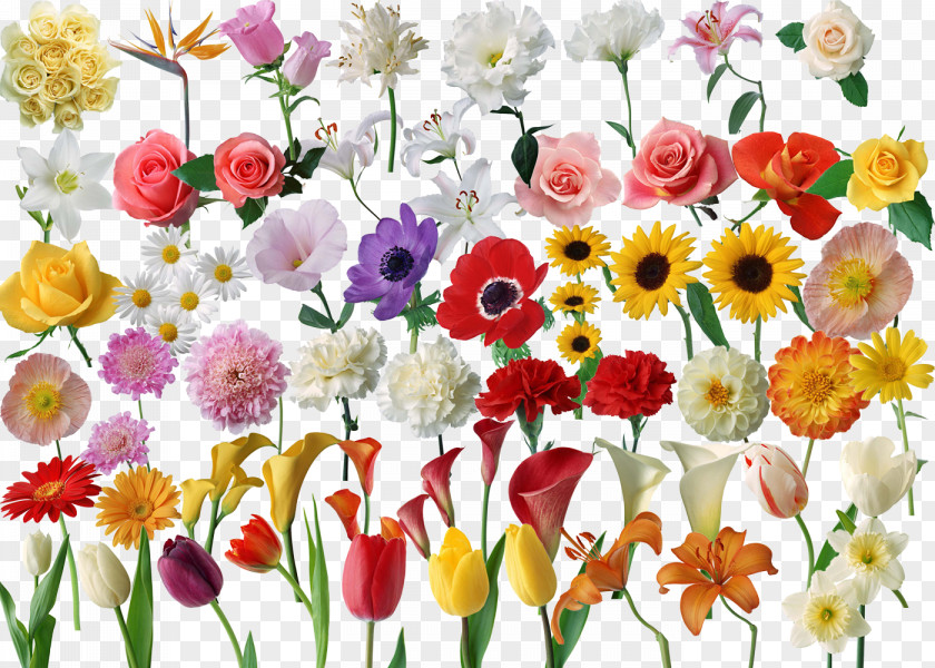 Bright Flowers Flower Computer File PNG