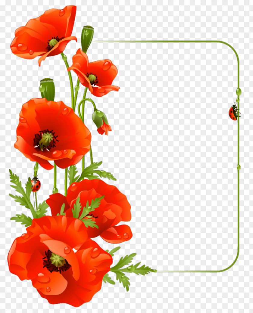 Poppy Common Flower Drawing PNG