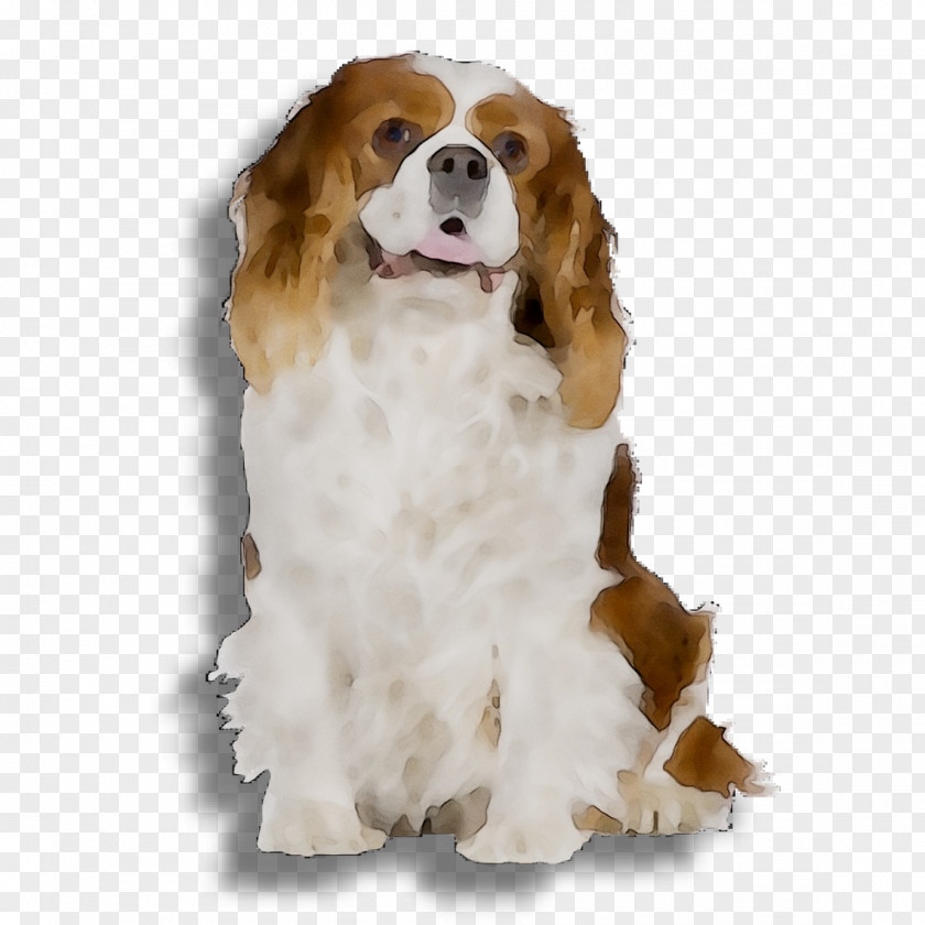 Welsh Springer Spaniel Cavalier King Charles Dog Breed Puppy PNG