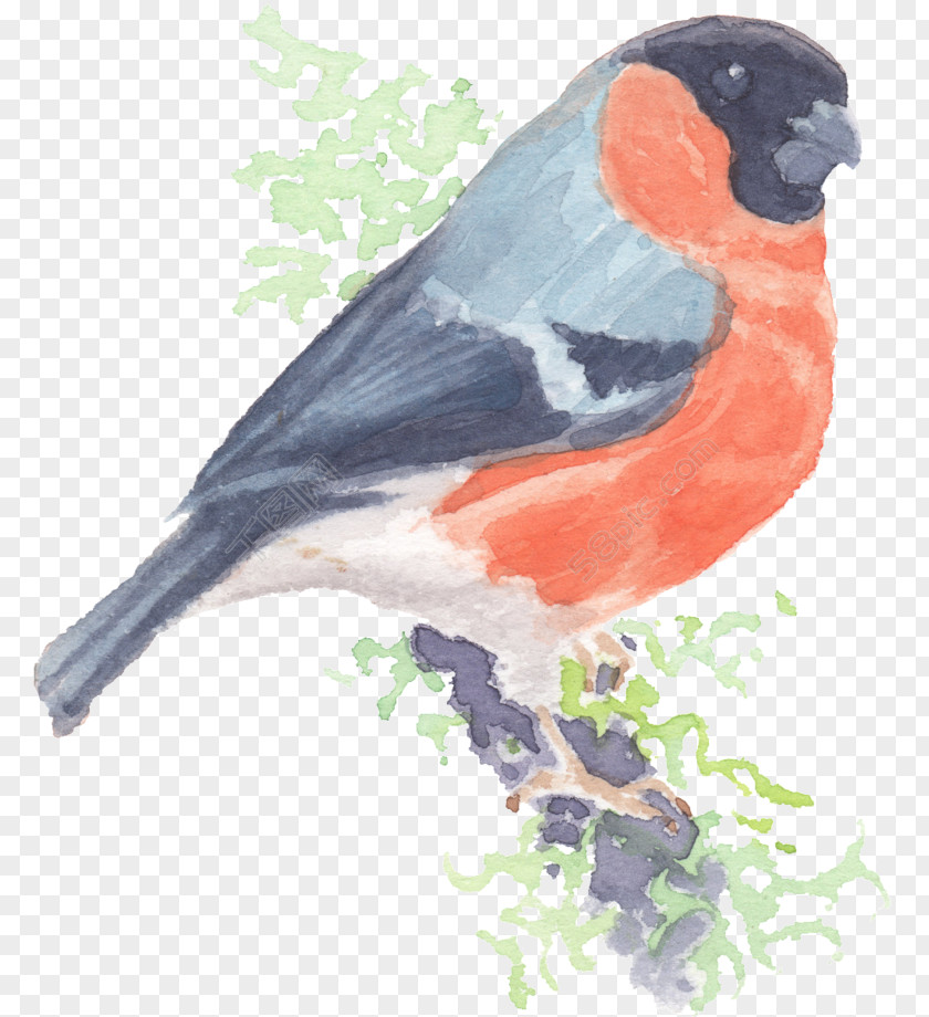 Cuckoo Bird Image Drawing Loriini Watercolor Painting PNG