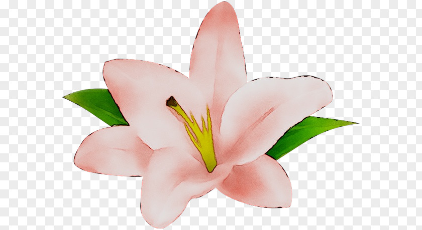 Cut Flowers Pink M Lily PNG