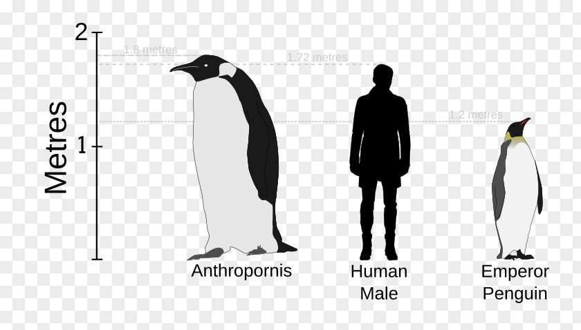Dinosaur Palaeeudyptinae Emperor Penguin Anthropornis Anthropodyptes PNG
