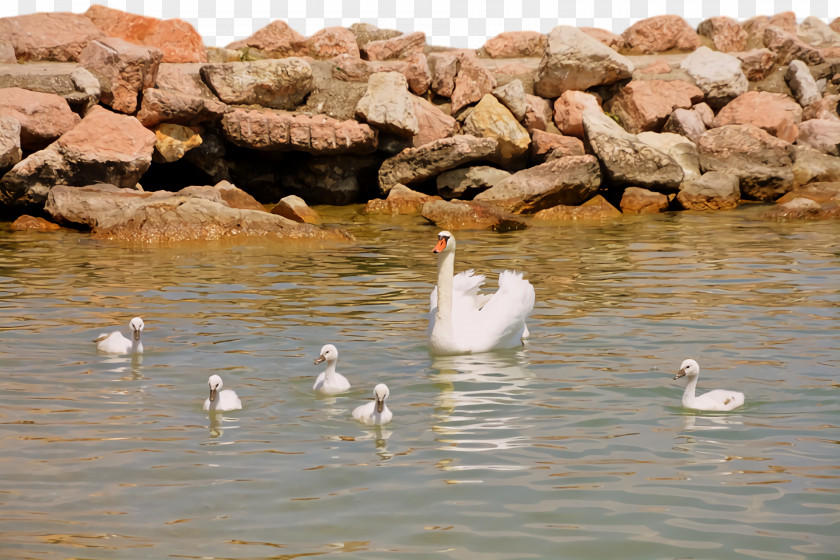 Duck Goose Swans Pond Water PNG