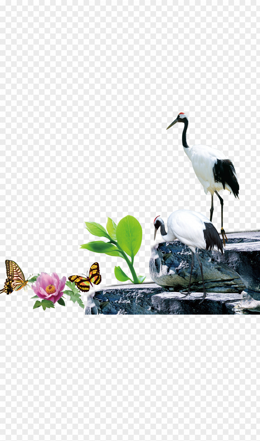 FIG Crane Habitat Life Illustration PNG