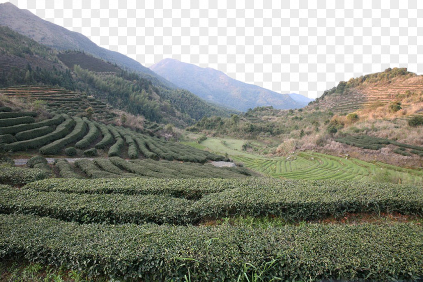 Green Tea Field Garden PNG