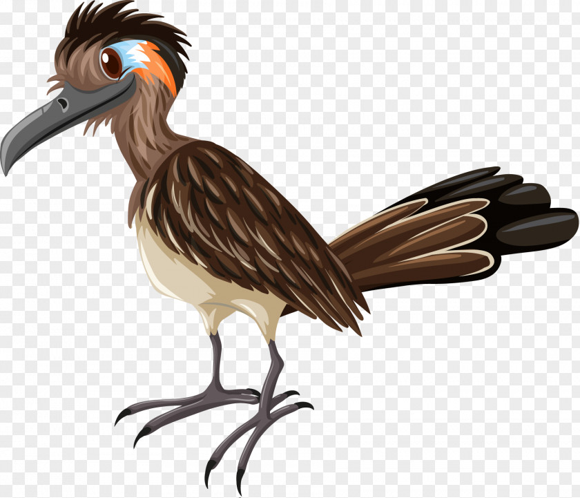 Road Woodpecker Bird PNG