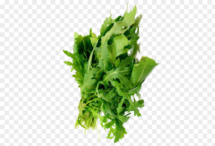 Salad Coriander Parsley Marjoram Leaf Vegetable Herb PNG