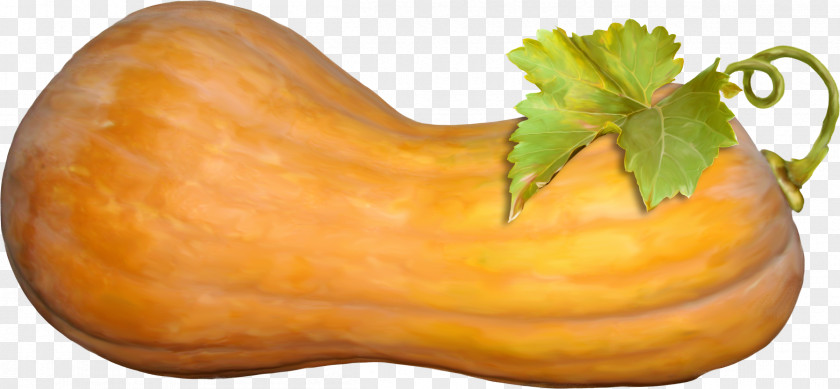 Vegetables Sketch Picture Material,Great Pumpkin Butternut Squash Calabaza Vegetable PNG