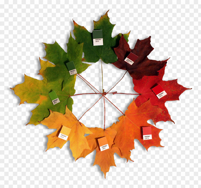 Autumn Leaves Color Wheel Pantone Scheme Theory PNG