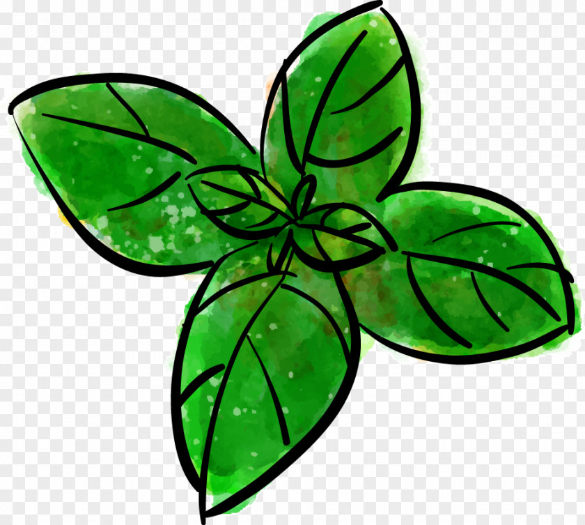 Drawing Vector Mint Leaves Computer File PNG